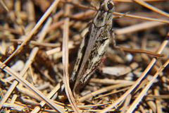 Calliptamus plebeius