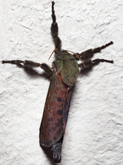 Aenetus ombraloma