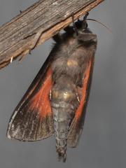 Aenetus ombraloma