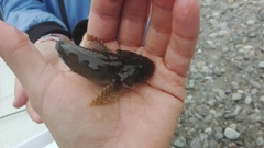 Cottus gobio