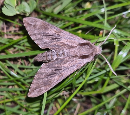 Pine Hawkmoth photo 3