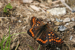 Euphydryas intermedia
