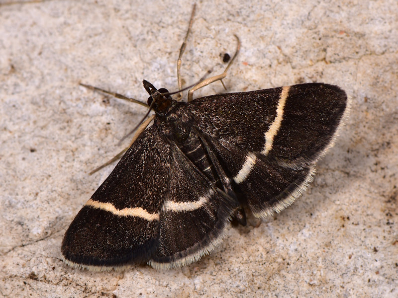 Silver-barred Sable
