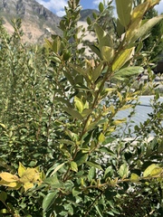 Cotoneaster simonsii