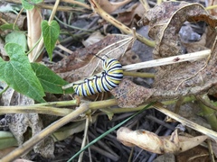Danaus plexippus