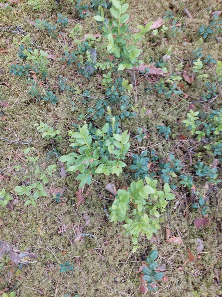 Vaccinium myrtillus