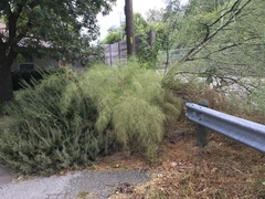 Muhlenbergia dumosa