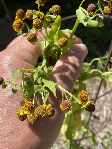 Helenium microcephalum, photograph 3