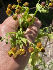 Helenium microcephalum, photograph author not stated, no rights reserved
