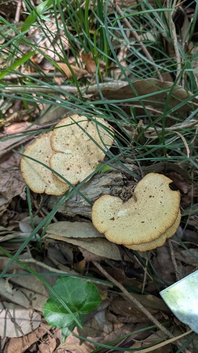 Neofavolus alveolaris