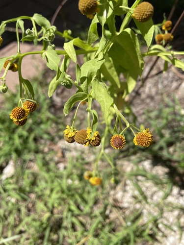 Helenium microcephalum, photograph 4
