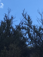 Aphelocoma woodhouseii