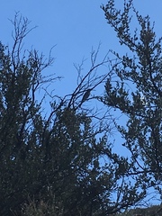 Aphelocoma woodhouseii