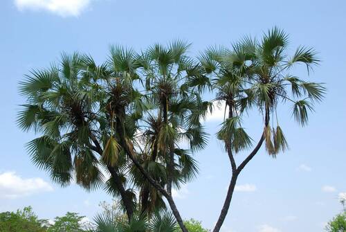 doum palm