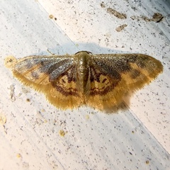 Idaea scintillularia