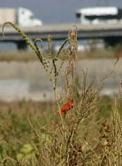 Euplectes franciscanus