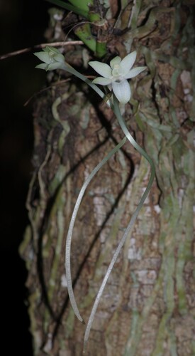 Aerangis somalensis (Schltr.) Schltr. 2