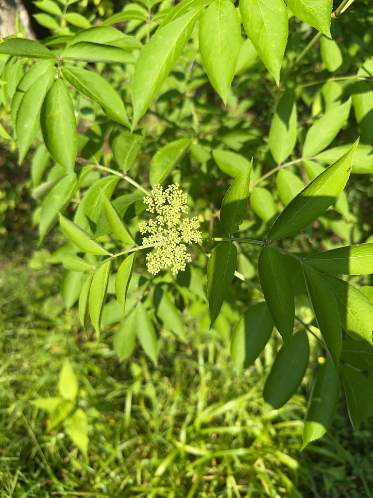 Sambucus