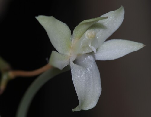 Somali Aerangis
