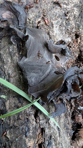 Auricularia