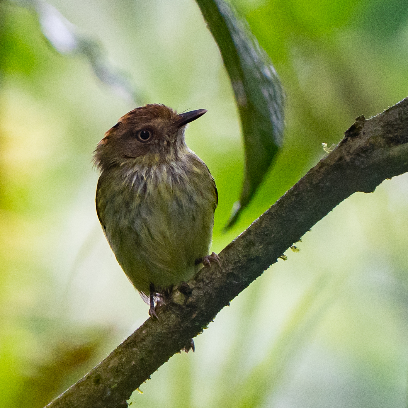 Scale-crested Pygmy Tyrant (Lophotriccus pileatus), photo 3