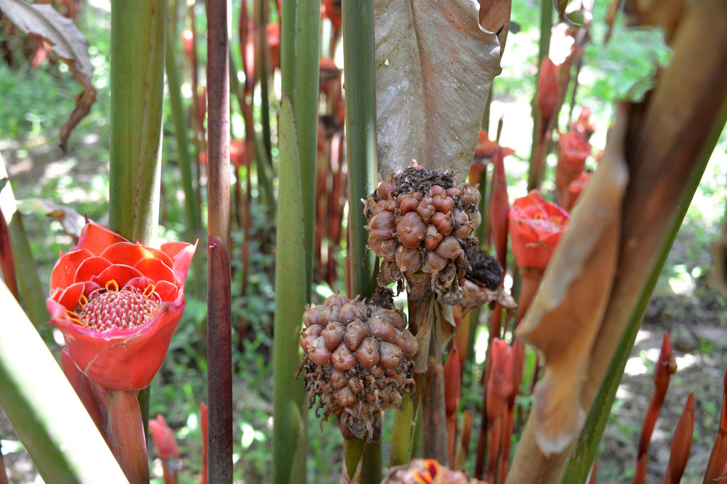 Black Tulip (Etlingera hemisphaerica)
