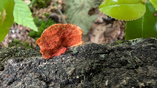 Trametes coccinea