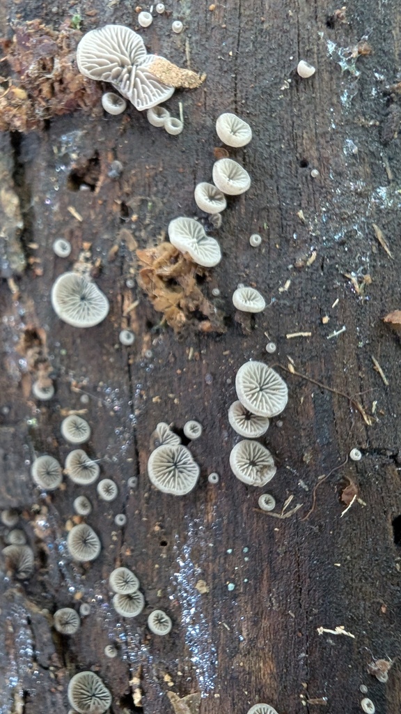 Resupinatus applicatus · June 2025 · photo: © atsushi_nakajima_cirque (iNaturalist, cc-by)
