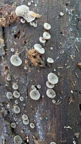 Resupinatus applicatus