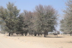Vachellia haematoxylon
