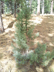 Juniperus grandis