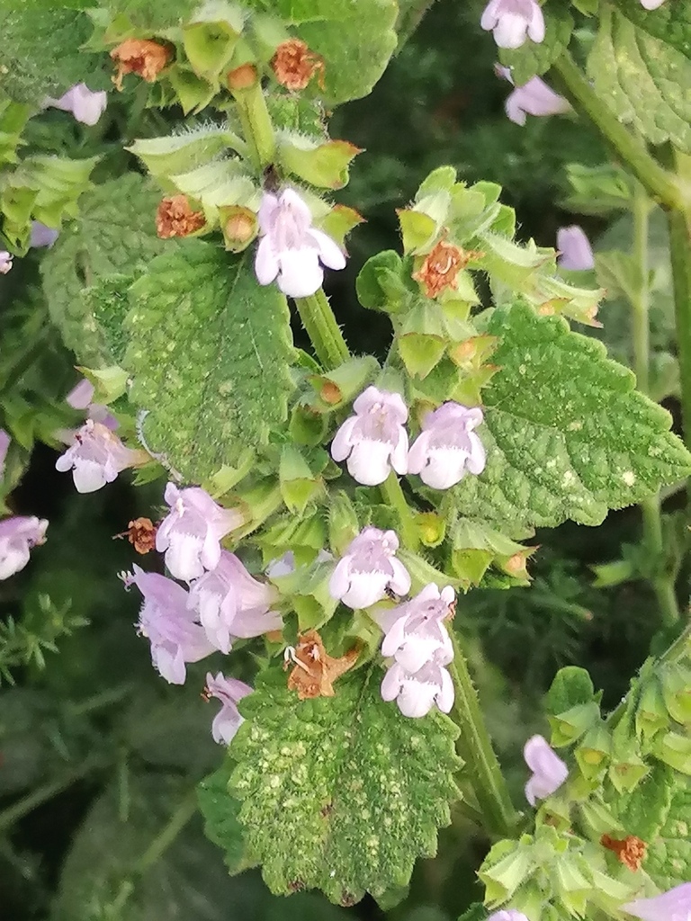 Melissa officinalis