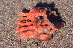 Clathria prolifera