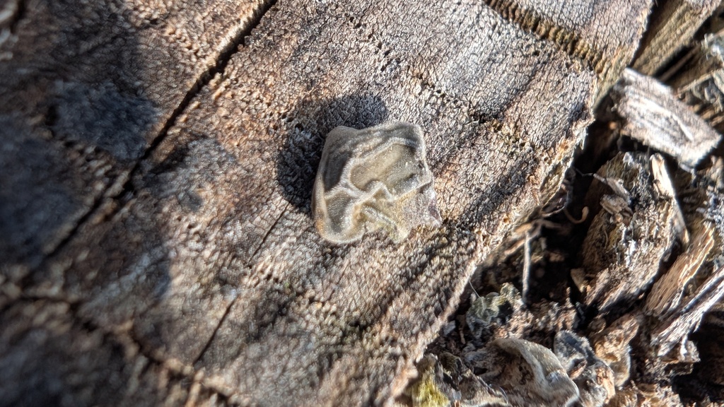 Auricularia polytricha · June 2025 · photo: © atsushi_nakajima_cirque (iNaturalist, cc-by)