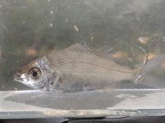 Eucinostomus harengulus