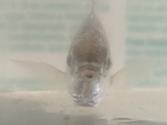 Eucinostomus harengulus