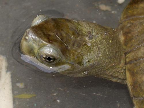 Mediterranian Turtle (Monfrague Nature Park Field Guide) · iNaturalist