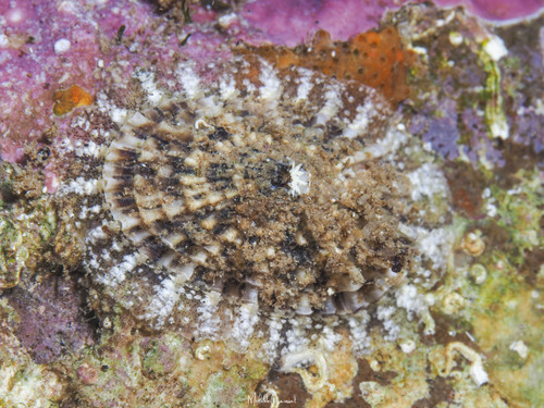 Diodora dysoni observed 2025-05-26