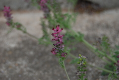 Fumaria densiflora