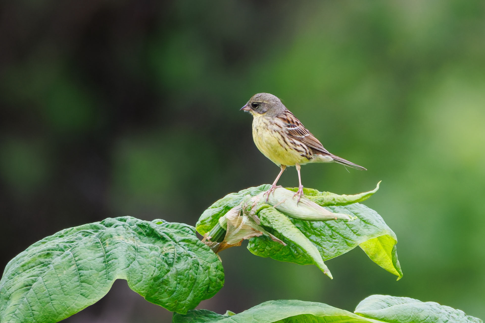 Masked Bunting