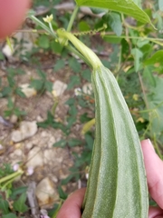 Luffa