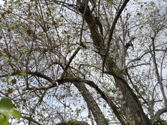 Nahuatlea arborescens