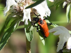 Chauliognathus togatus