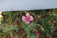 Papaver dubium lecoqii
