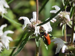 Chauliognathus togatus