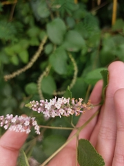 Aloysia scorodonioides, photograph (c) Rafaella Cevallos Larrea, some rights reserved (CC BY)