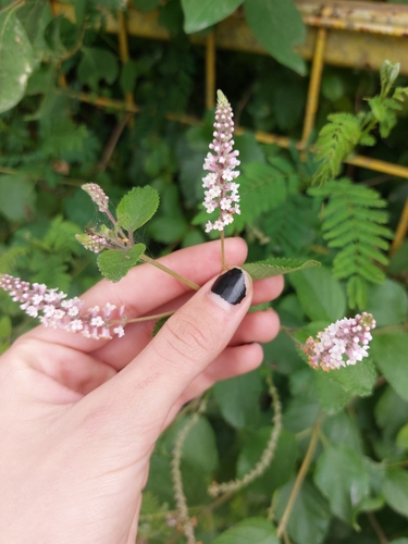 Aloysia scorodonioides, photograph 5