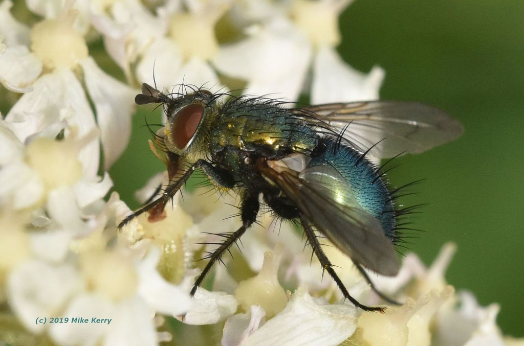 Chrysosomopsis aurata