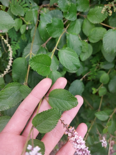 Aloysia scorodonioides, photograph 6
