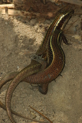 Zonosaurus madagascariensis